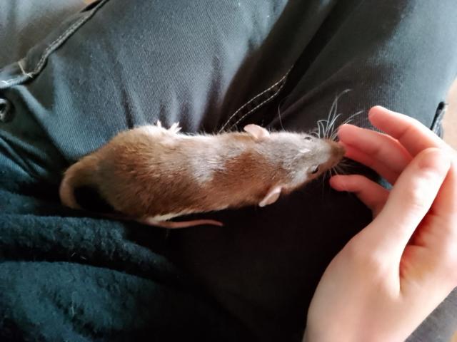 Farbratten - Rattus norvegicus - Ratten - Mönchengladbach