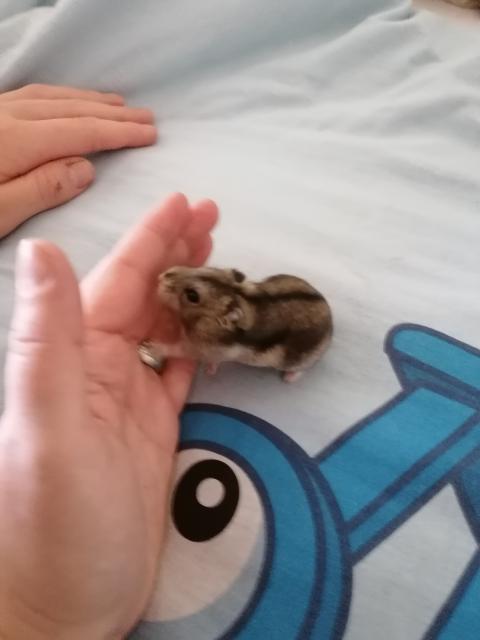 Zwerghamster  - Hamster - Moßbach 