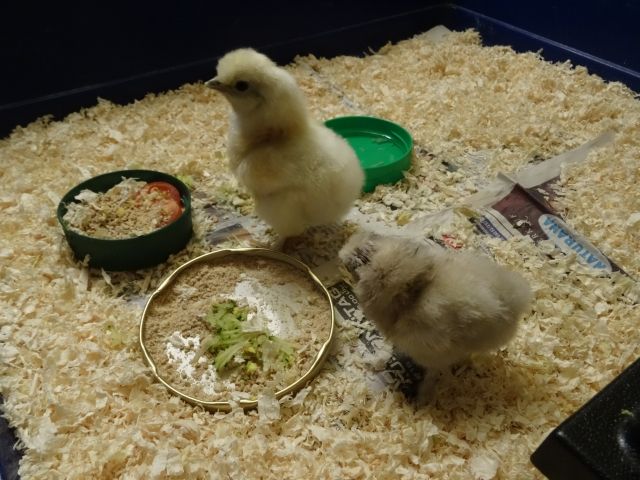 Zwergseidenhuhn Küken - Nutztiere - Hohenberg