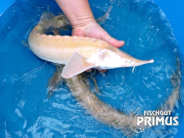 Störe  Albino Sterlet  A. ruthenus albino  60-70 cm - Fische - Iserlohn