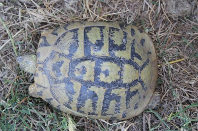 Griechische Landschildkröte WEIBCHEN adult - Reptilien - Bamberg