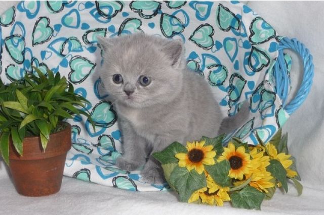 Reinrassiger BKH Babys - Katzen - Hamburg