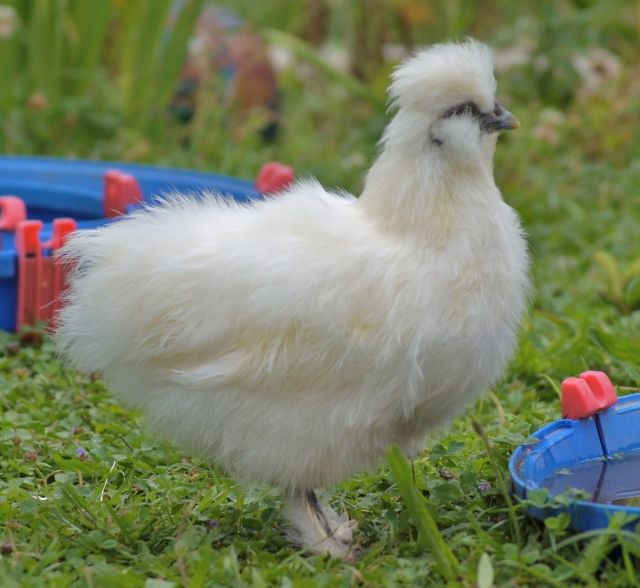 Puscheliger Zwergseiden-Gockel - Nutztiere - Penzberg