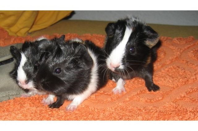 2 Weibchen 1 Böckchen - Meerschweinchen - köln