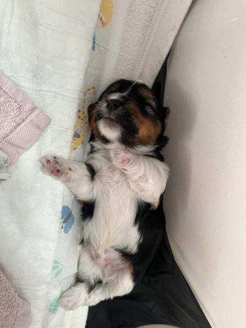 Biewer Welpen  - Haustiere - Selm