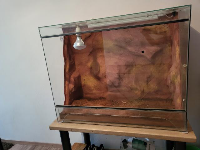 Glas terrarium mit felsrückwand - Reptilien - Bexbach