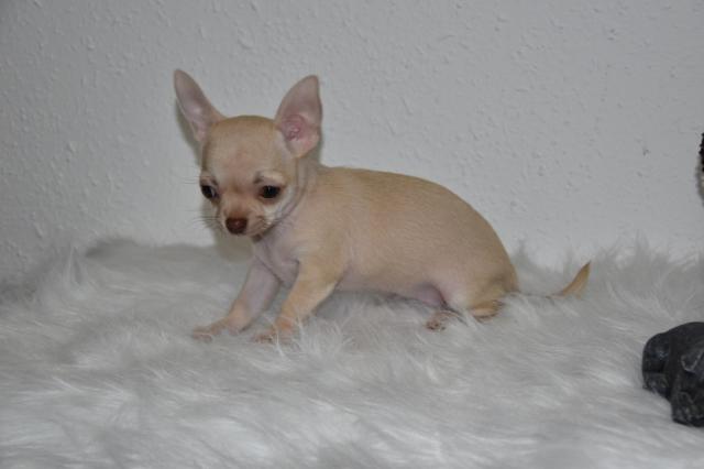 Chihuahua Hündin in Kurzhaar - Hunde - Deggendorf