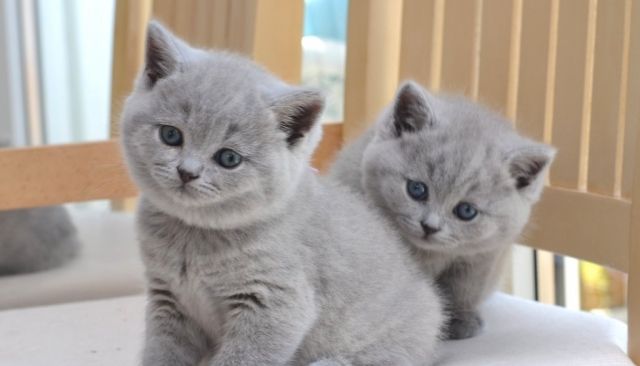  BKH -Babys ,ein Traum in Blau für Leute,die das besondere lieben  - Katzen - München
