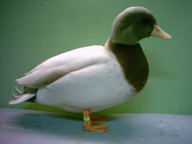 Zwergenten Blau-Gelb Nachzucht 09 - Nutztiere - Pohlheim