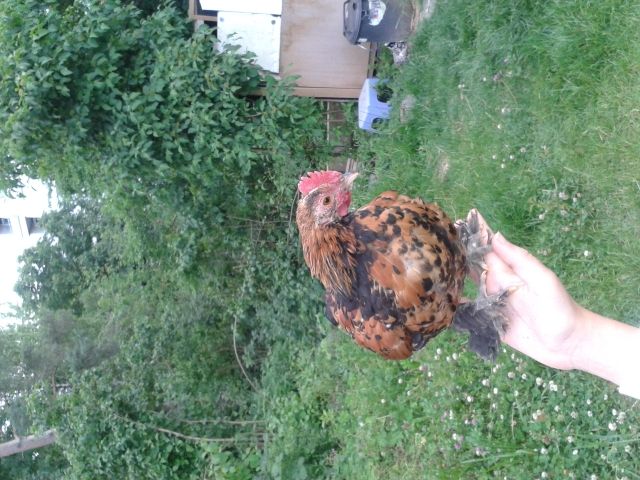 Federfüßiger Zwerg Hahn abzugeben, jung 9 Wochen alt - Nutztiere - Böblingen