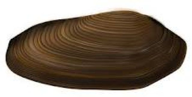 Teichmuscheln -Der natürl. Filter für den Gartenteich  Koi-Center Schafflund - Fische - Schafflund