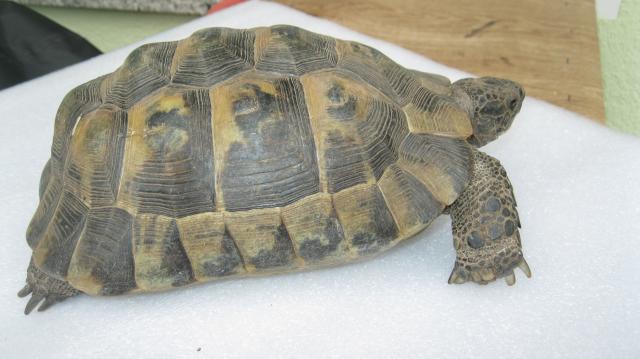 Verkaufe Maurische Landschildkröte - Bock -  - Reptilien - 14959 Trebbin (Brandenburg)