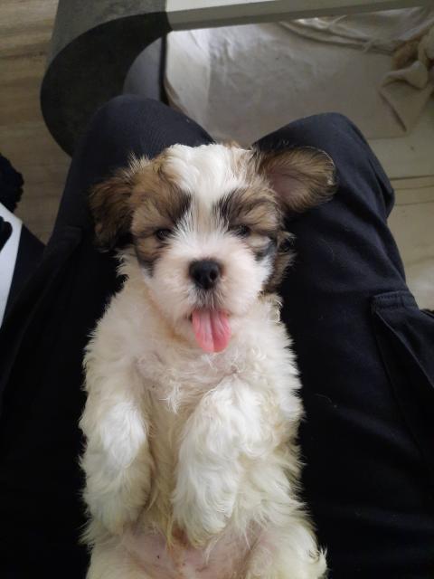 Shi Tzu Malteser Welpen - Mischlinge - Aachen