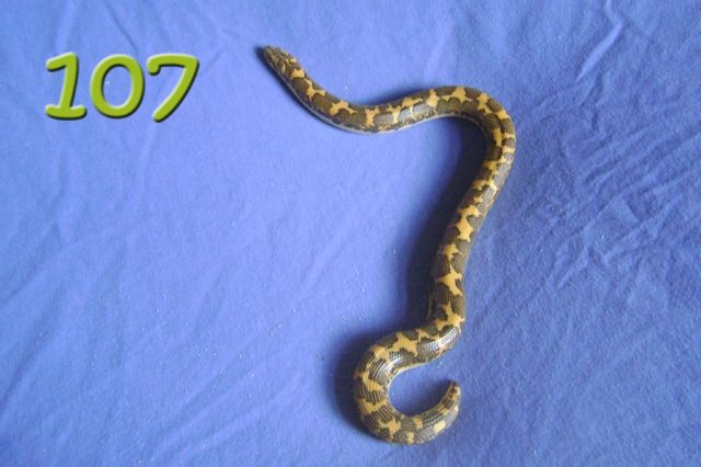 Sandboa  Gongylophis Colubrinus  für 50€ - Reptilien - Wilhelmshaven