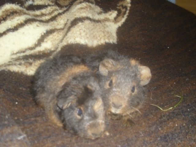 Verkauf von 2 US-Teddyweibchen - Meerschweinchen - Pausitz
