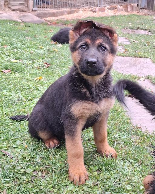 Kleine Schäferhundwelpen - Rassehunde Terrier - Freyburg/U.