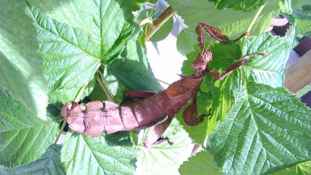 Verkaufe EIER der Australischen Gespenstschrecke - Insekten - Bad Kösen