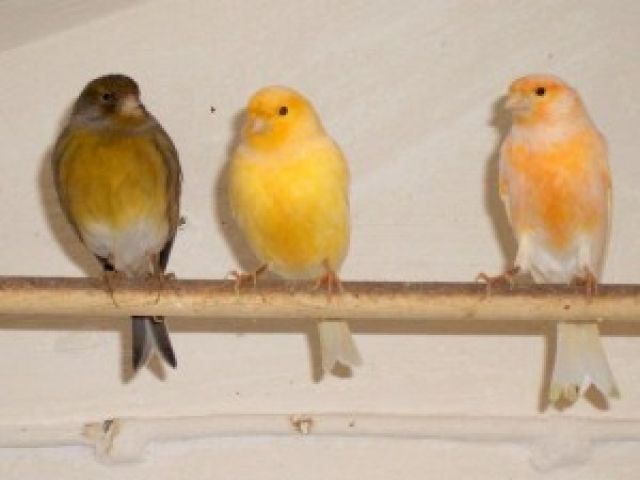 Kanarienvögel aus eigener Zucht suchen liebevolles Zuhause - Voegel - Berlstedt