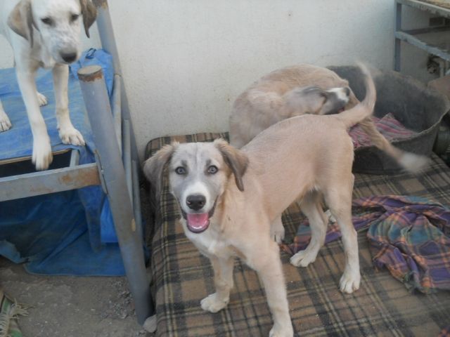 Pflegefamilien oder Singles für liebe junge Hunde gesucht