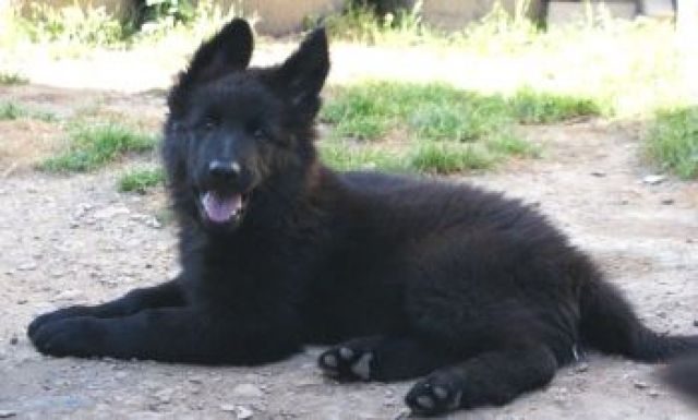 Lackschwarze Langhaarschäferhündin-Welpe - Hunde - Ebersbach