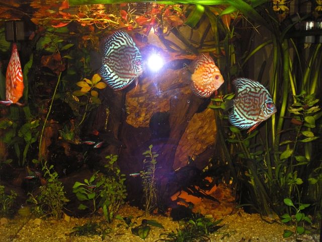 Amazonasbecken 5 Monate alt,nur eingefahren Kpl. - Aquarien und Zubehoer - Dietzhölztal