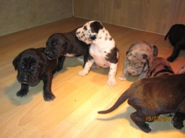 Deutsche Doggen Welpen - Sofariesen - Hunde - Jena