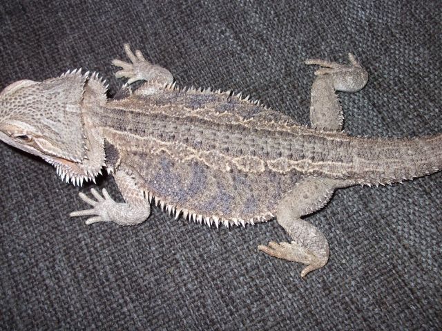 Bartagame weiblich 42cm sandfarben - Reptilien - Köln