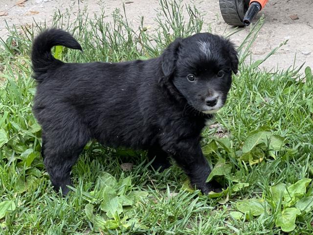 Hunde Welpen - Hunde - Ebenthal