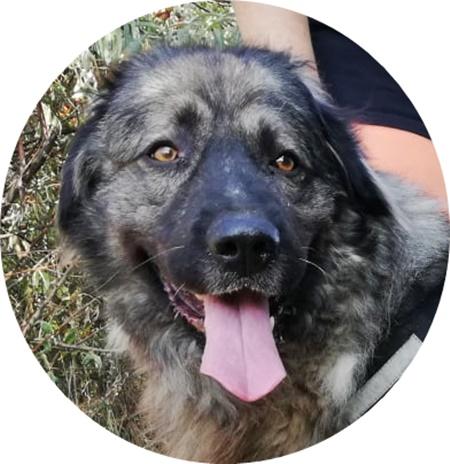   STEFÁNIA - 66 cm - KAUKASE MISCHLING SUCHT ZUHAUSE! (aus dem Tierschutz) - Hunde - Neuss