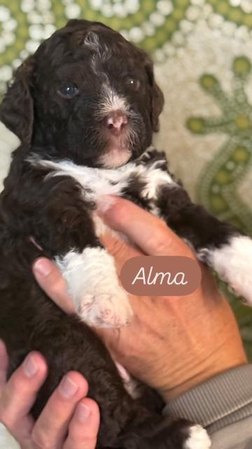 Lagotto Romagnolo - Hunde - Deutschlandsberg