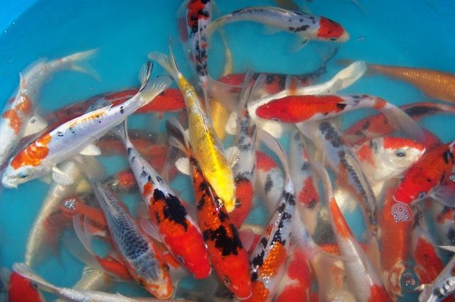 Angebote Koi, Edelkrebse, Teichmuscheln vom Koi-Center Schafflund - Fische - Schafflund