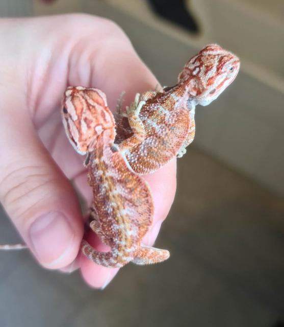 0,0,4 Bartagamen Babys suchen ein ZuHause - Reptilien - Waldshut