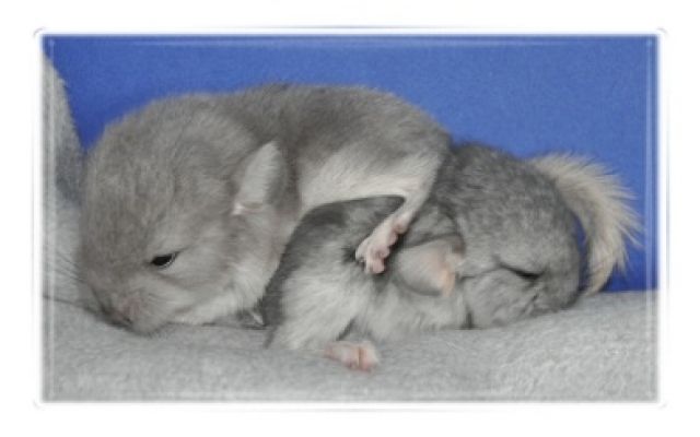 Chinchillas: Saphir  AVT  und Afro-Violett ST - Nagetiere Allgemein - Friedrichsdorf