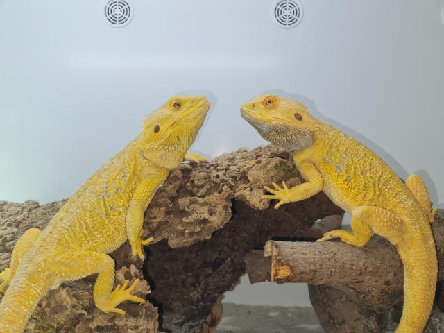 Bartagame vom Züchter Abholung oder Tierversand  - Reptilien - Seligenstadt 