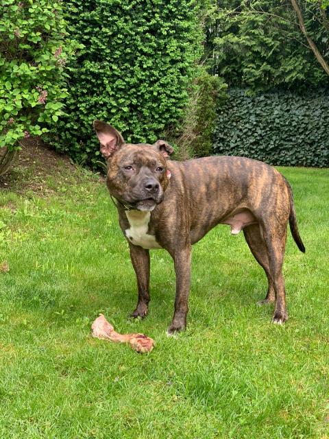 Liebevoller hund in gute Hände abzugeben  - Hunde - Uhingen 