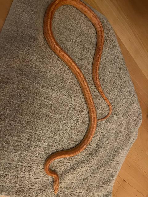 Kornnatter - Reptilien - Leipzig