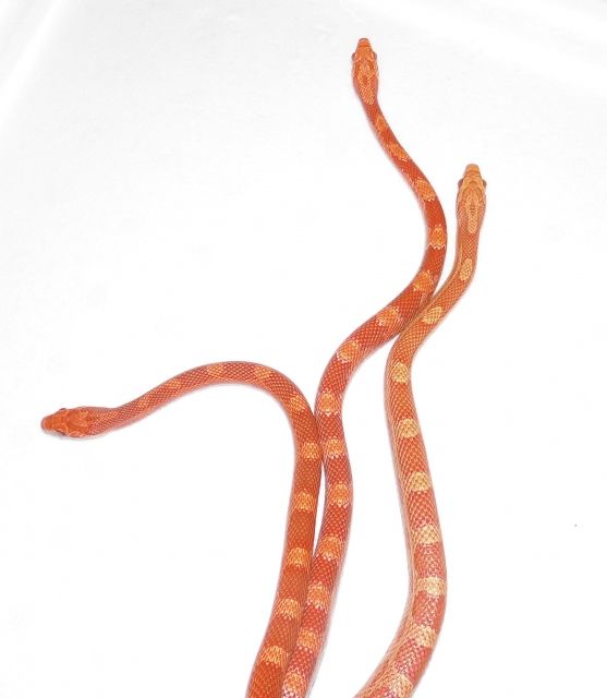    NACHZUCHTEN ABZUGEBEN - Reptilien - Greifenstein