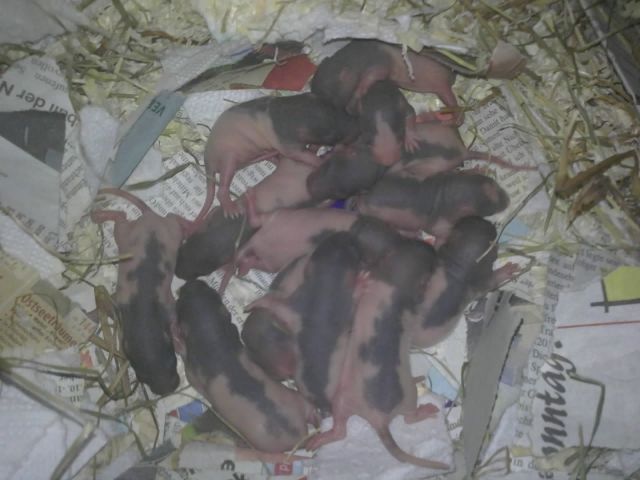 Süße Rattenwelpen abzugeben - Ratten - Brokstedt