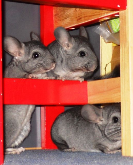 Süße kleine Chinchillababys zu verkaufen  - Nagetiere Allgemein - gersthofen 