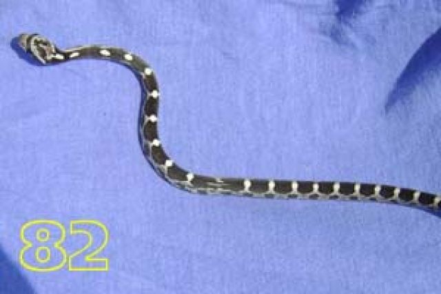 Kornnattern  Pantherophis Guttatus, Classic und Black Albino  ab 15 Euro - Reptilien - Wilhelmshaven