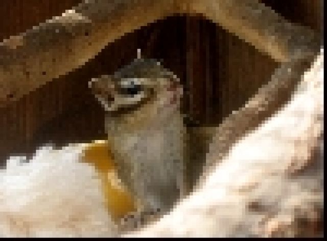 Streifenhörnchen - Sonst Nagetiere - Lindhorst/Colbitz