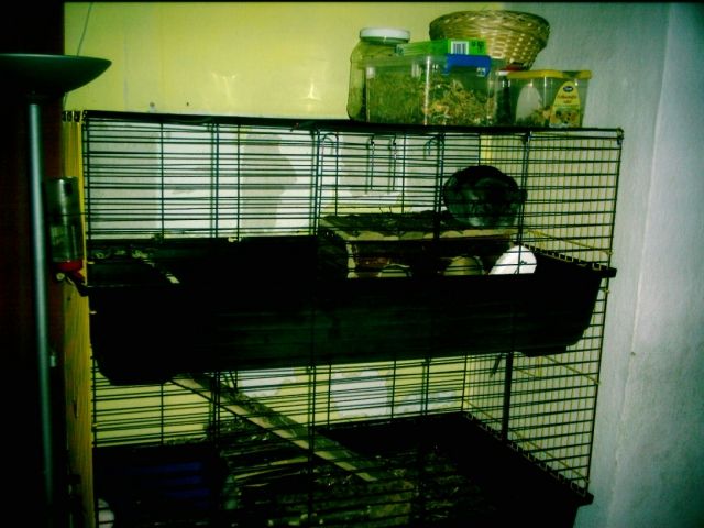 Chinchillas mit Käfig - Nagetiere Allgemein - Magdeburgerforth