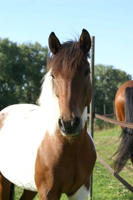 Reitponywallach sucht Reiter/in - Reitbeteiligung - 88662