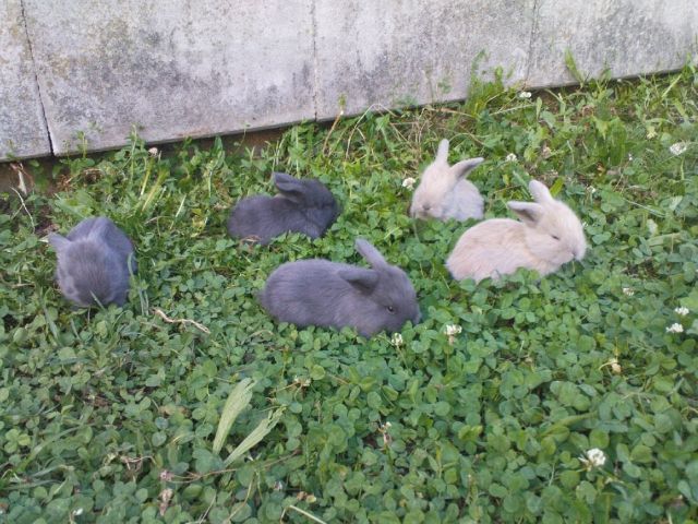 Amerikanische Zwergteddywidder - Hasen Kaninchen - Bamberg