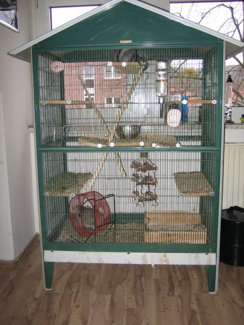 3 Chinchillas abzugeben - Nagetiere Allgemein - Osnabrück