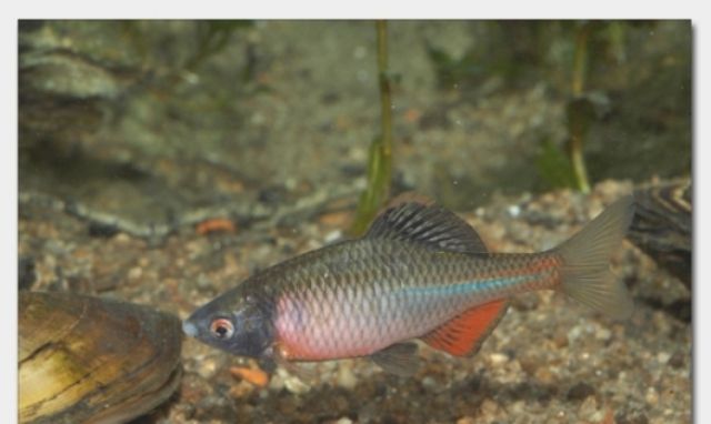 Graskarpfen-Silberkarpfen-Algenfresser / Fa.Fördefisch - Fische - Handewitt