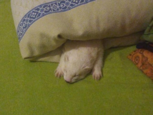 Zwei Frettchenrüden in liebes zuhause abzugeben - Frettchen - Dillingen