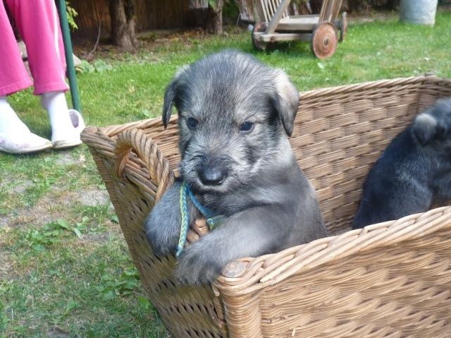 Riesenschnauzer Welpen Pfeffer und Salz 3x Rüde Geb. 20.08 - Hunde - Dachwig