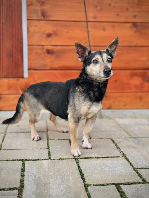 Ramira, eine sehr angenehme Begleiterin - Hunde - Nova Bana