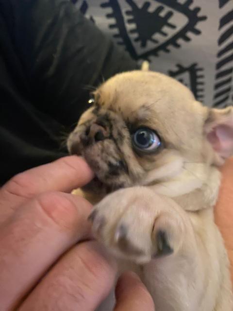 Mops Welpe, Retromops nach altdeutschem Vorbild - Hunde - Gleichen 